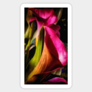 Calla Lily In Bloom Sticker